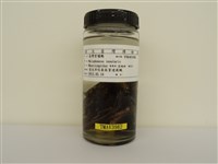 藏品(臺灣紫嘯鶇)的圖片